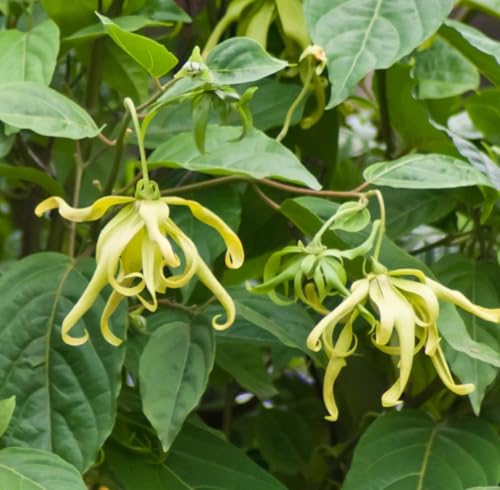 Aceite esencial de Ylang Ylang orgánico 5 mL miniatura 2