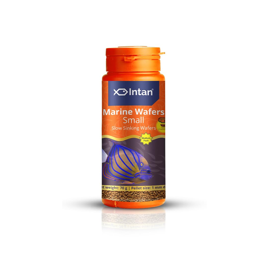 Growel Intan Marine Wafers (Small 1mm Slowly Sinking) | 70gm - Highly Nutritious Ornamental Fish Food for Marine Angels, Clownfish, Royal Gramma & Clown Trigger (B0CVGP162S) Amazon Price History, Amazon Price Tracker