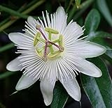 Flor de pasión blanca – Passiflora caerulea Constance Elliot – 60 – 80 cm 2 l. Cazuela