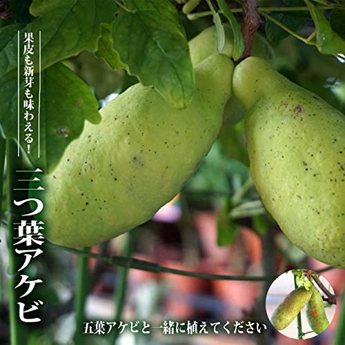独特な樹姿〈五枚葉あけび〉☆8/3までの出品 独特な樹姿〈五枚葉あけび〉☆8/3までの出品