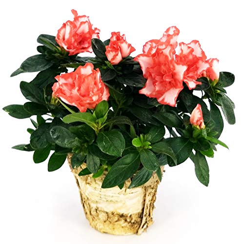 POWERS TO FLOWERS - AZALEA MATISS IN VASO CORTECCIA BETULLA, pianta da interno/esterno, pianta vera