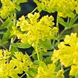 Euphorbia palustris | Marsh Spurge Perennial | Chartreuse Flowers | Hardy Native Wet Soil Plant for Bog Gardens, Pond Margins & Borders 9cm x1 by Thompson & Morgan