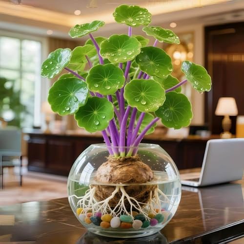 MEDSYTIJD Stephania erecta Great for Planting & Indoor Decor Ideal for Home Gardens & Patios - 1bulbs