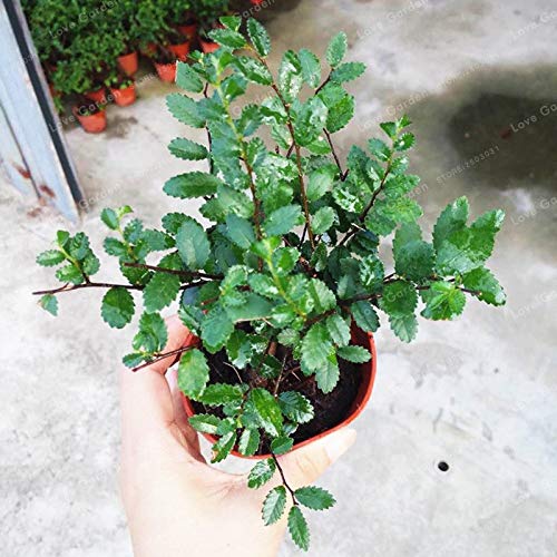 Pinkdose Chinesische Ulme Bonsai Baum Bonsai Neue Frische Woody Mehrjährige Outdoor Garten Bonsai Mini Ulmus Pumila 30 Teile/beutel - Image 4