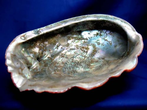 Abalone Per Fumigazione Incenso BiciBio Bioprofumeria