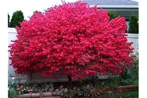 Dwarf Burning Bush: Your Harbinger of Autumn's Fire