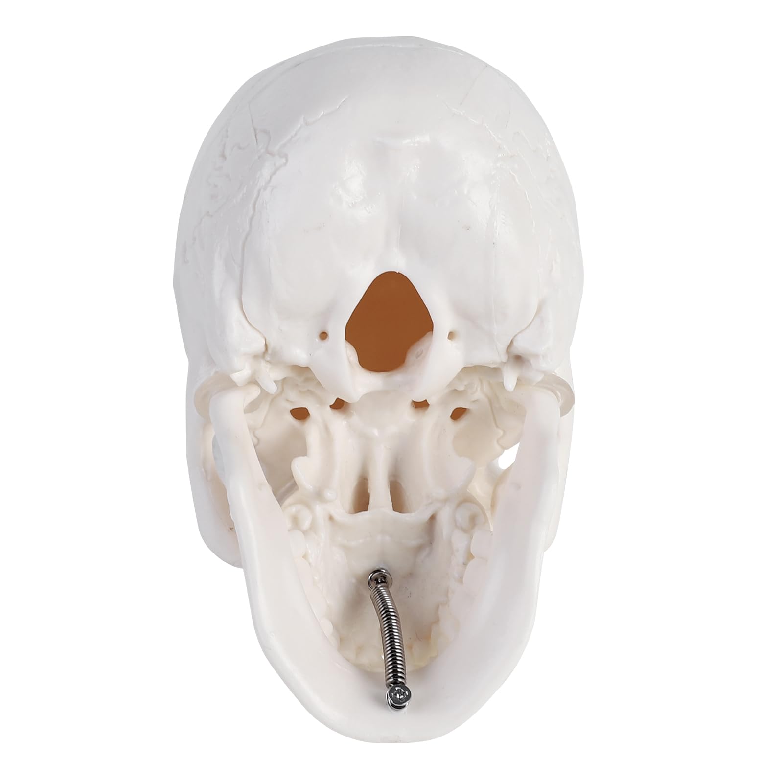 ERWEY Mini crâne modèle de squelette pour l'enseignement de l'anatomie, modèle squelette d'un crâne humain avec mâchoire mordable, blanc