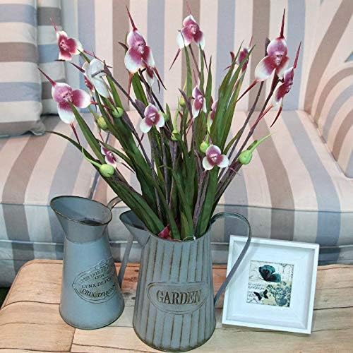 Cute Monkey Face Orchid Bonsai Seeds 10+ for Planting Outdoor Indoor Home Garden (Pink)