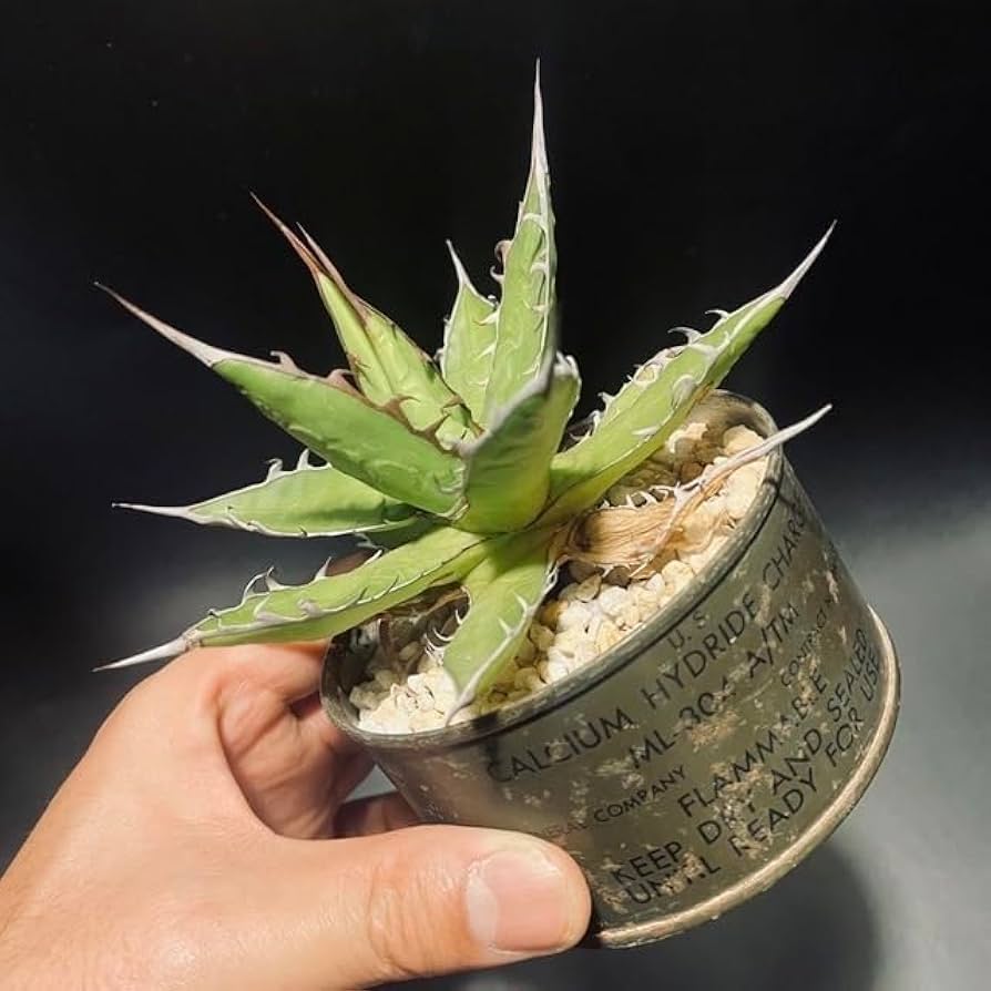 アガベ　ホリダ　ギルベイ　希少　活着済み アガベ ギルベイ Agave gilbeyi 20200630 | SPG 'for sale'