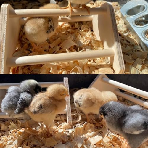 ZONADAH Chick Perch Wood Training Perch Chicken Perch Stand 3 Layers Chicken Roosting Bars Parrot Training Perch Triangle Ladder Chicks Parrots Macaw 21x21x12.5cm - Image 4