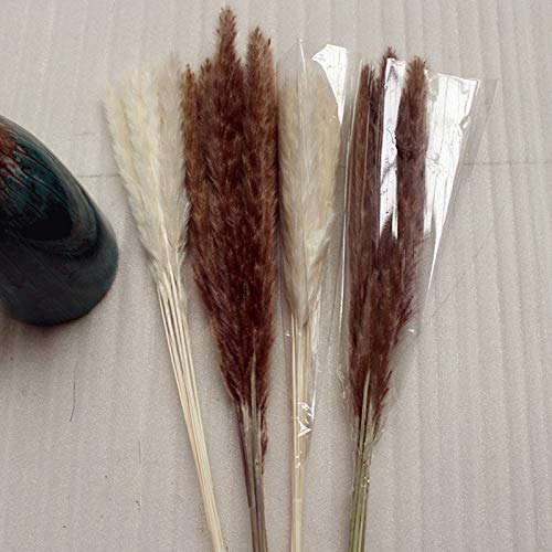 Taloit 15 stks Natuurlijke Gedroogde Pampas Gras Bloem Bos Boeket Gedroogde Bloem Thuis Bruiloft Bloemen Decor 60-80cm - Afbeelding 4