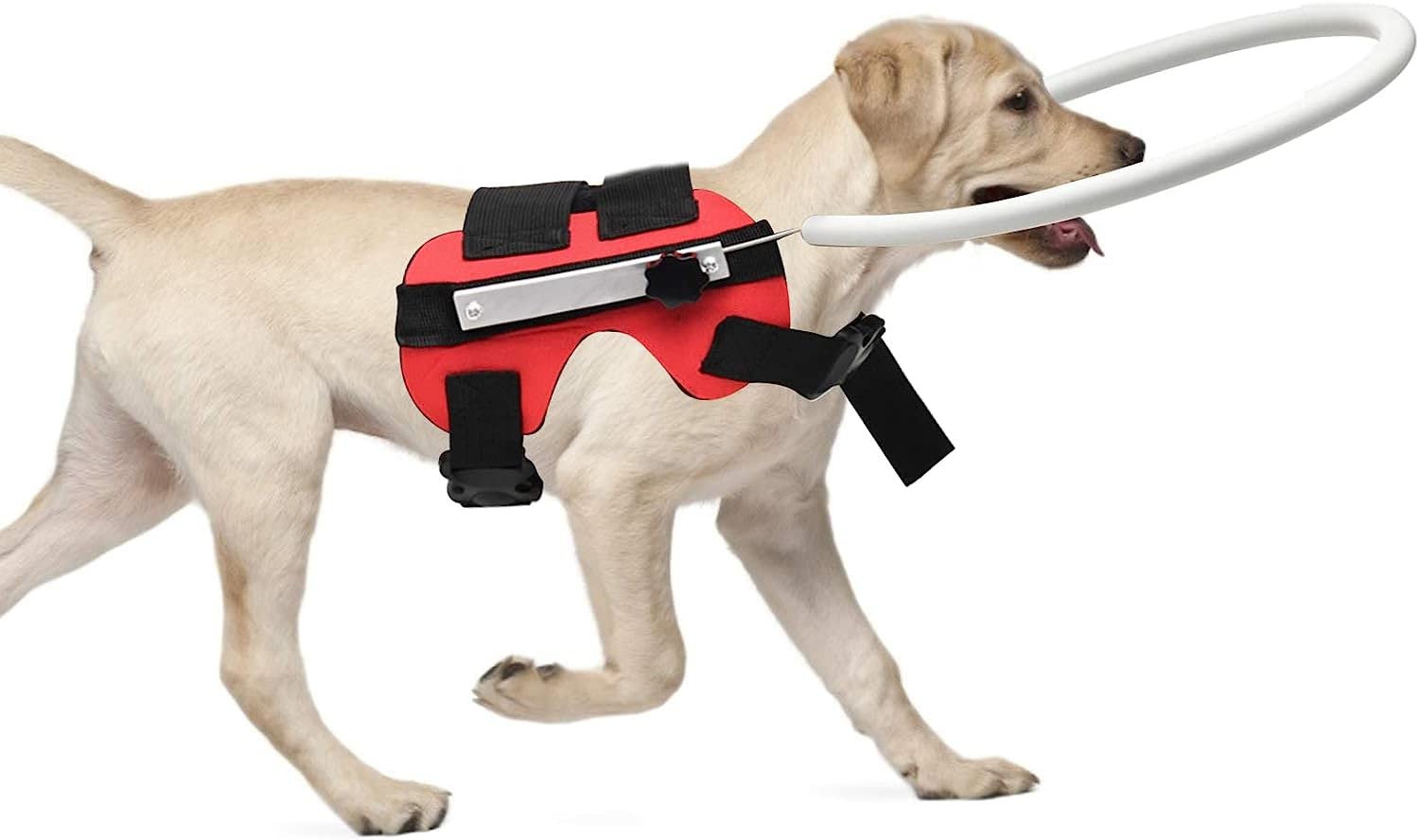Anello anti-collisione per animali ciechi, anello anti-collisione per animali domestici Imbracatura regolabile per cani ciechi Cerchio protezione dalla cataratta per cani di piccola taglia (MYFZ02)