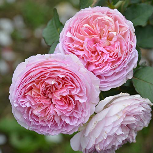 予約販売 バラ苗 バラ大苗 ロサ オリエンティス トロイメライ 品種登録出願中 四季咲き 薔薇 ばら ピンク hao 12月中旬以降発送のサムネイル