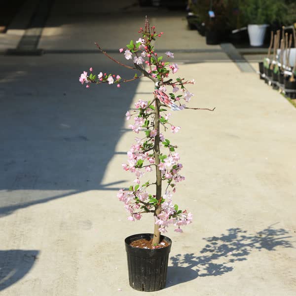 Amazon.co.jp: 庭木・植木：花海棠（ハナカイドウ）＊かいどう桜 は