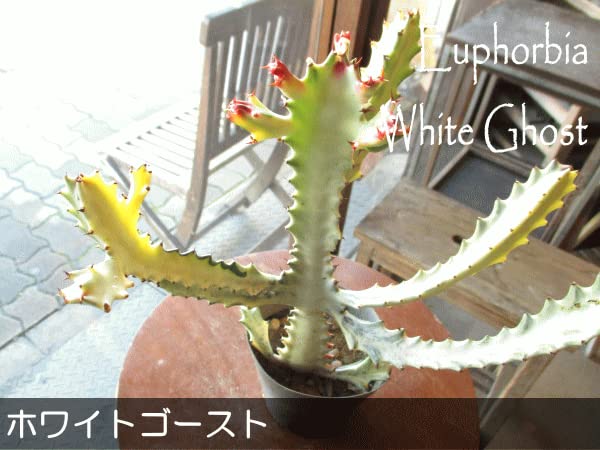 ユーフォルビア・ラクテア　ホワイトゴースト中型多肉植物 ユーフォルビア・ラクテア | ホワイトゴースト - 観葉植物・多肉