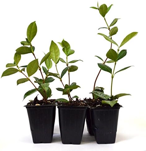 9GreenBox - Confederate Jasmine - 6 Pack