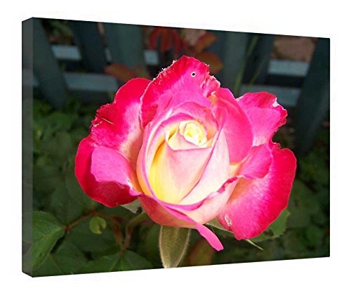 Impression sur toile deux roses avec cadre bois 40x50 cm prête à poser