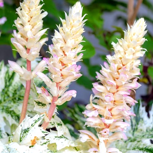 ITANSE アカンサス モーリス・タスマニアンエンジェル 5号 1個売り【品種で選べる花苗】斑入り品種 ITANSE アカンサス モーリス・タスマニアンエンジェル 5号 1個売り【品種で選べる花苗】斑入り品種