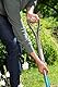 Gardena NatureLine Spaten: Gartenspaten aus Qualitätsstahl zum Umgraben und Ausheben, sicherer Trittsteg, Stiel aus FSC-Eschenholz, D-Griff (17000-20)
