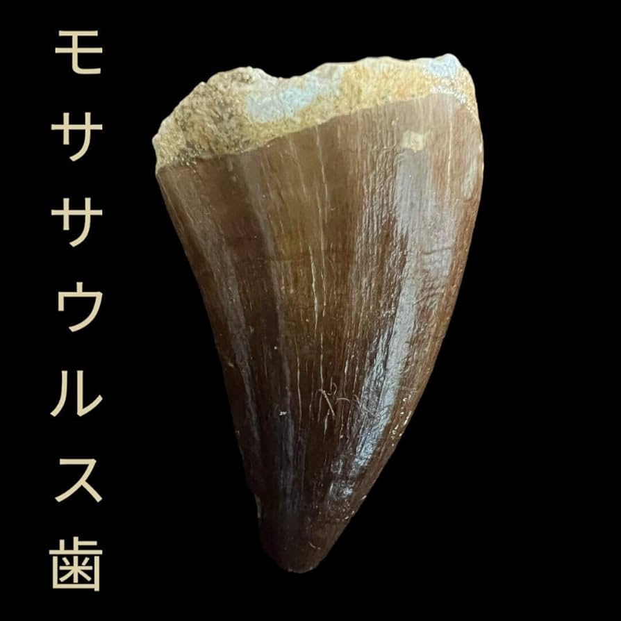 Amazon.co.jp: モササウルス類のプログナトドンの歯約46x28x22mm