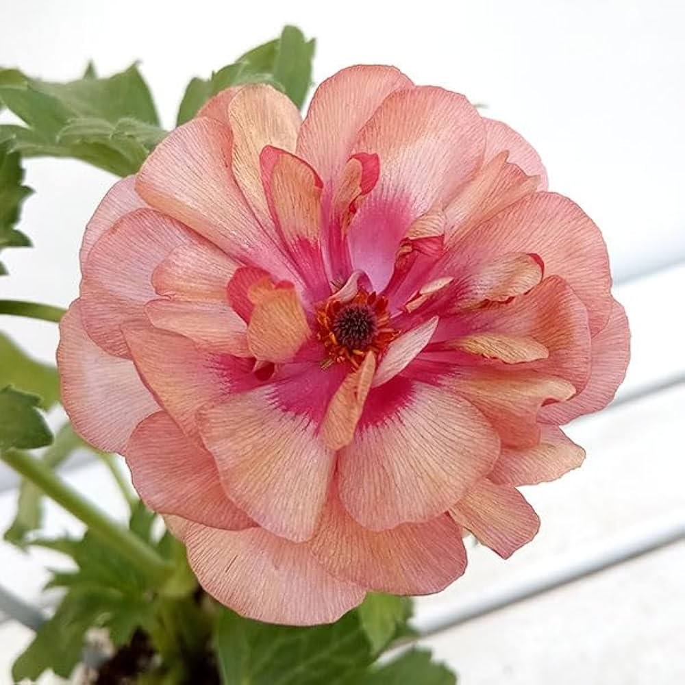 豪華　ラナンキュラスラックス ムーサ Amazon.co.jp: ラナンキュラス：ラックス ムーサ3.5-4号ポット