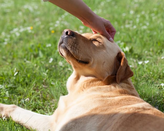 Fresco Bierhefe | 500 g | Ergänzungsfuttermittel für Hunde | Reines Naturprodukt | Enthält sämtliche B-Vitamine, Biotin, Mineralstoffe und hochwertiges Eiweiß | Appetitanregend