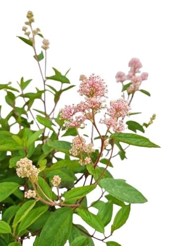 Arbusto ornamental lila Ceanothus 'Marie Simon' flor de sable 80-100 cm