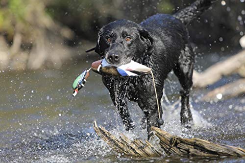 image for Avery Sporting Dog EZ-Bird Training Dummy – Realistic Floating Retri