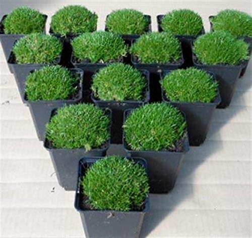 6 Sternmoos, Sagina subulata, Stern-Moos Bodendecker Polsterstaude...