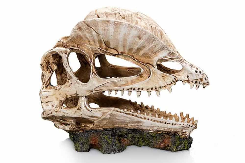 Biotope Aquatics Ltd Brown - Aquarium Ornaments, Fish Tank Polyresin Swim Through Decorations, Multiple Designs - Dinosaur, Skull, Boat, Ship, Tree Root, Wood, Cave (Dinosaur Skull #335 (19Cm))