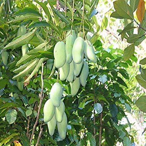 See full amazon price history chart for Cloud Farm Totapuri Mango Hybrid Live Plant-Grafted Healthy Outdoor Plant CF_286 Cloud Farm Totapuri Mango Hybrid Live Plant-Grafted Healthy Outdoor Plant CF_286 (B0BDXQ862W) Amazon Price History, Amazon Price Tracker