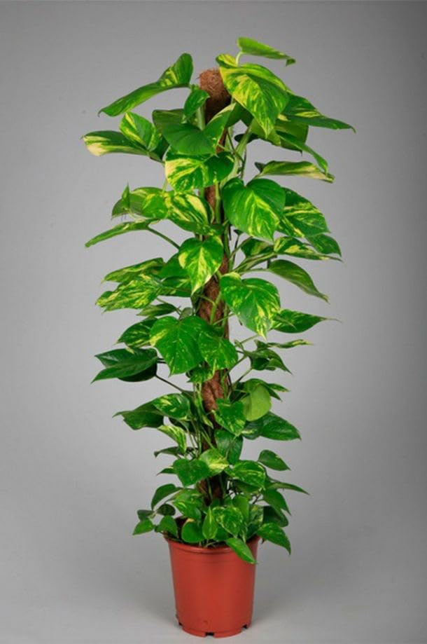Image of Good Luck Money Plant Real Live Money Plant Golden Pothos Plant Air Purifying Plant Indoor Plant for Home and Garden (Pack of 1) A151