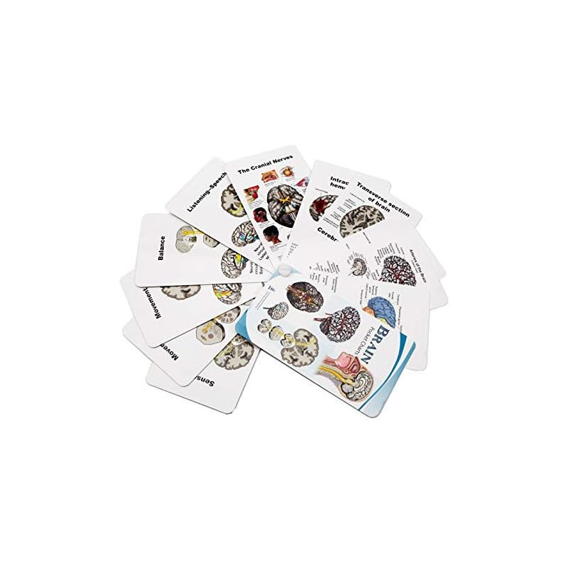 Human Brain Anatomy Model Doctor Psychology Graduation Gifts for Him Her, 3D Laser Etched Crystal Cube Brain Figure keychain Science Biology Gift with Colorful Pocket Chart, sticky notes and more