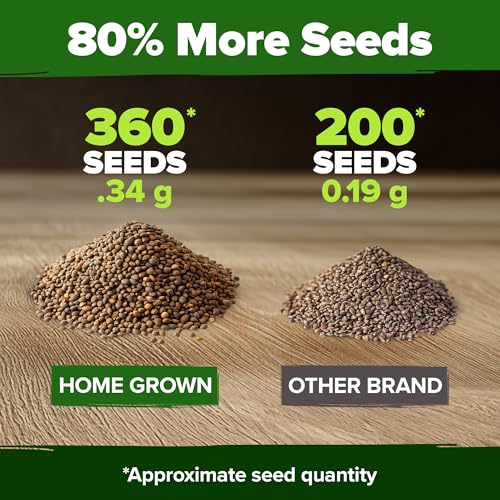 Image of HOME GROWN Non GMO Culantro Seeds 360 Herb Seeds for Planting Non-GMO Heirloom Variety, Robust Flavor, Thrives in Heat, Grows Indoors or Outdoors, Cilantro Substitute (Eryngium Foetidum)