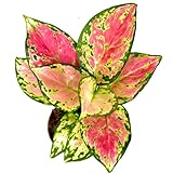 Aglaonema Pink Beauty Live Plant in 2' Pot – Chinese Evergreen Pink Beauty – Easy to Grow Air Purifying Indoor Houseplant for Home, Office, Wedding Decor & Birthday Gift(Heat Pack Included)