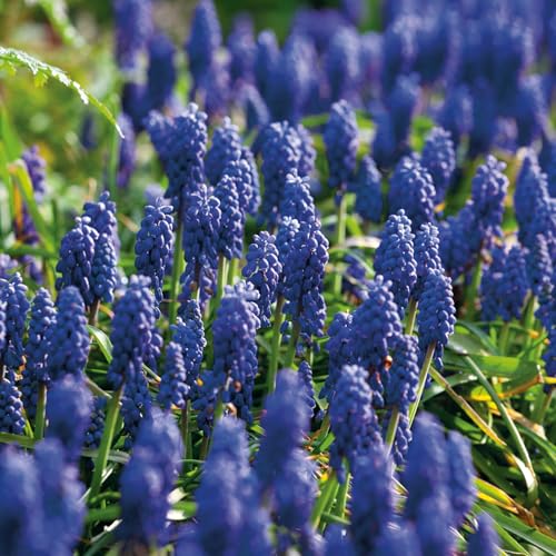 Carbeth Plants - 25 x Muscari armeniacum Grape Hyacinth Spri
