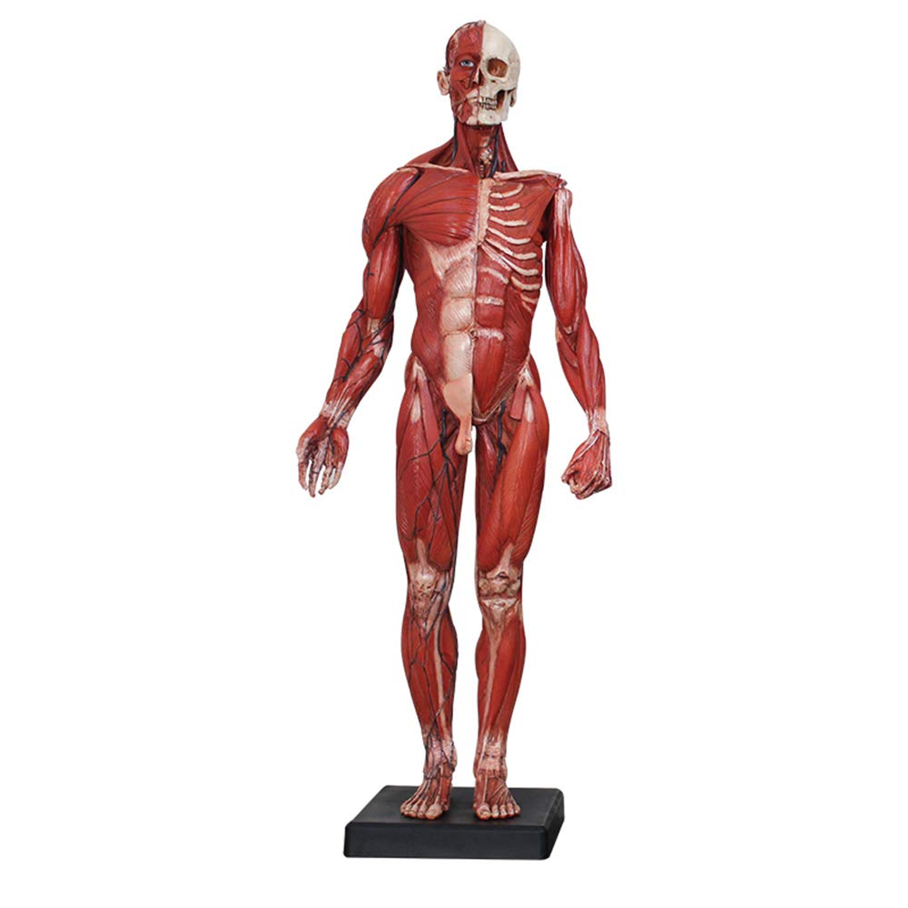 Sjdopulse Men's A Natomy Figure - Human Natomical Muscle Bone Model - Resin Material Musculoskeletal Natomy Model - For Rtist Drawing Study (A)