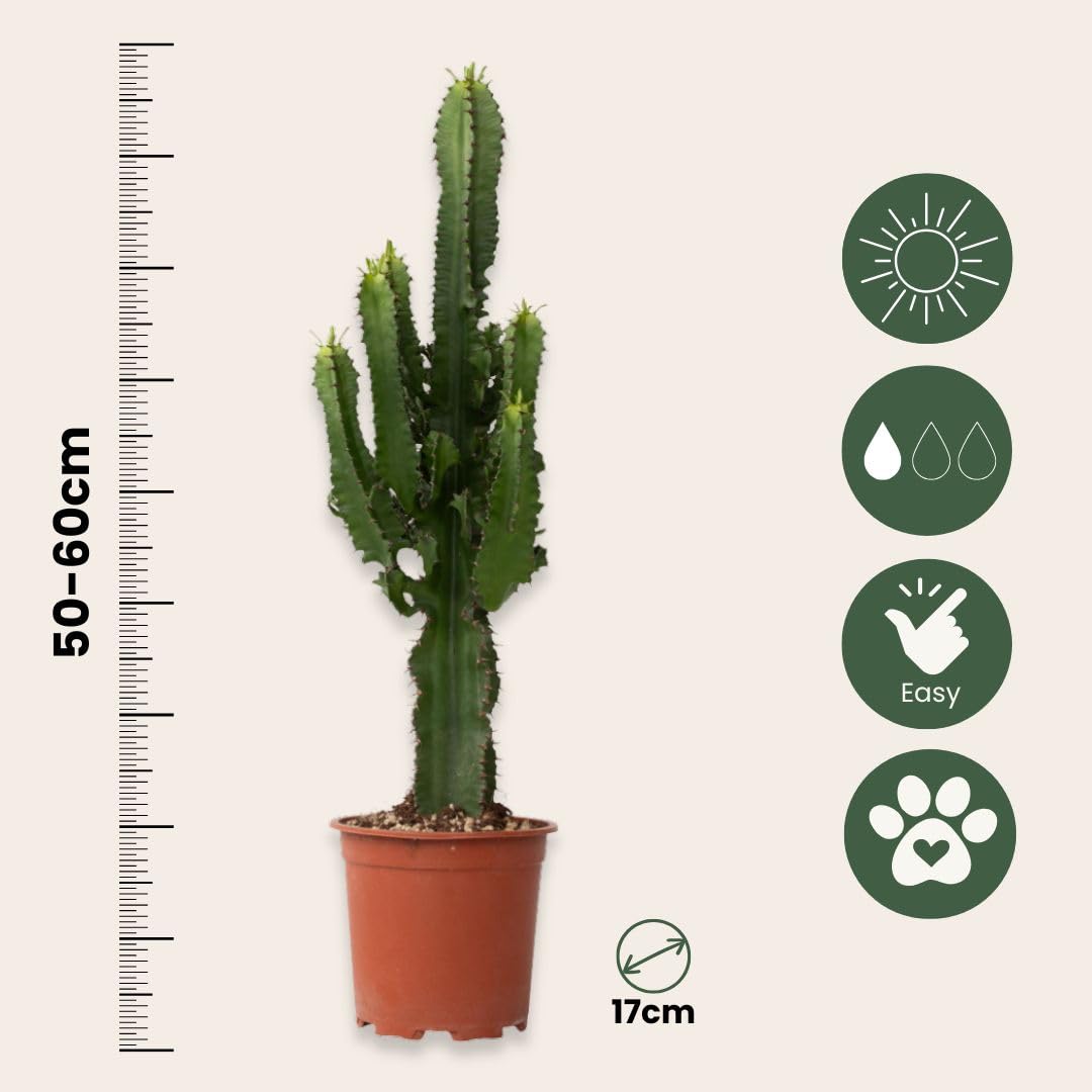 Plant in a Box - Euphorbia Ingens - Kandelaber-Euphorbie - Kaktus - Topf 17cm - Höhe 50-60cm