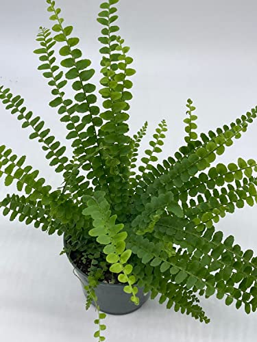 Boston Fern, 4 Inch, Nephrolepis Exaltata #TOP2
