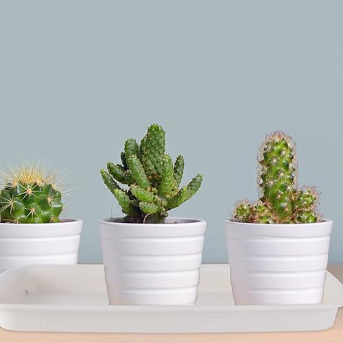 Miniatura 2 de Housoutil 6 bandejas rectangulares de plástico para goteo, platillos para plantas, platillos para macetas, bandeja de drenaje para macetas,