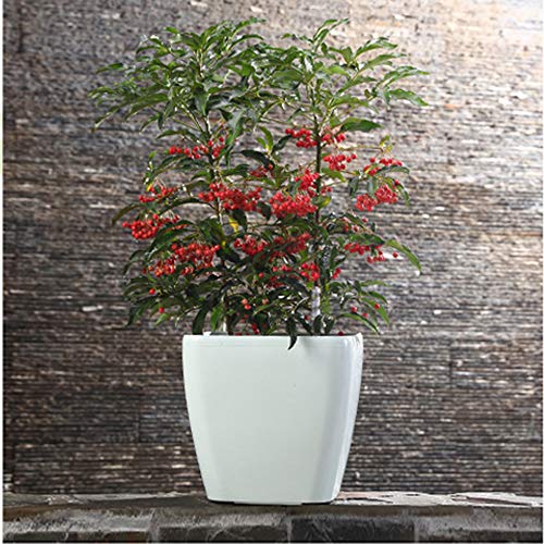 Sungmor 8.7"/22cm Macetas de Plantas autorriego - Fácil Agregar Agua + Observar...