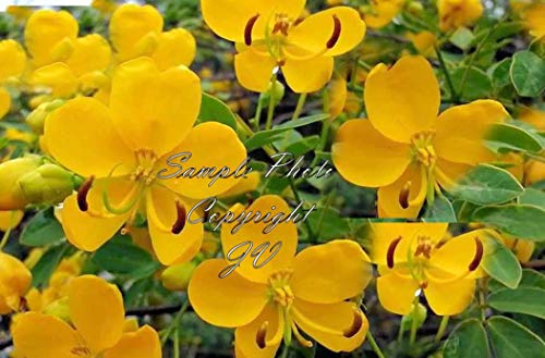 Semi Cassia angustifolia cassia angustifolia ornamentali tropicali multi utilizzo degli impianti (15 semi)