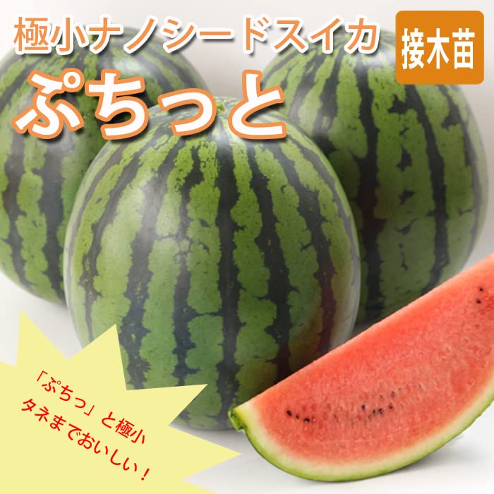Amazon.co.jp: 接木 野菜 苗 すいか ぷちっと 9cmポット 極小種子