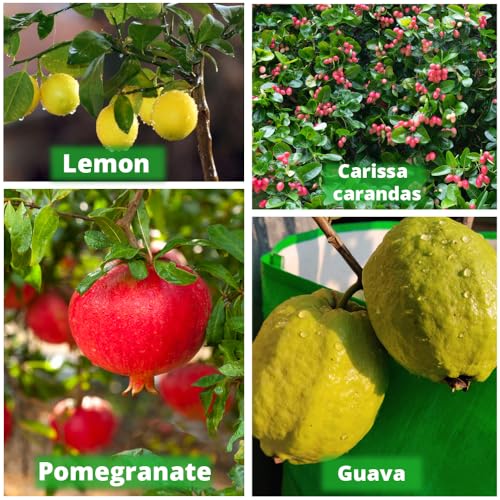 Image of ORGANIC BAZAR 24x24 Very Big Size Tree Grow Bag for Fruit Plants, Premium Geo Fabric 450 GSM Geo Fabric Large Plant Bags | (Pack of 1)