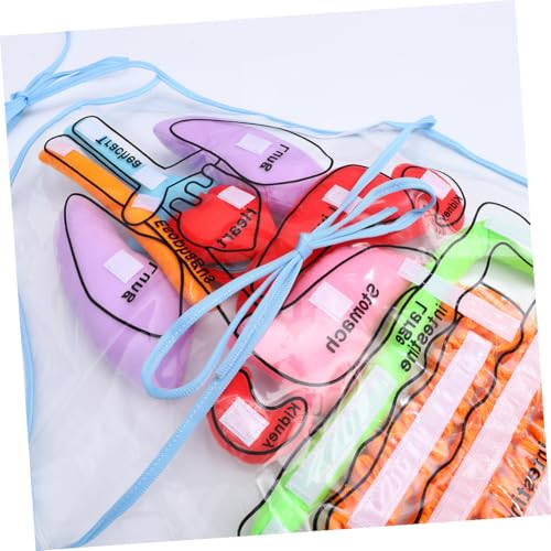Modèle anatomique de tablier éducatif pour école et activités maison