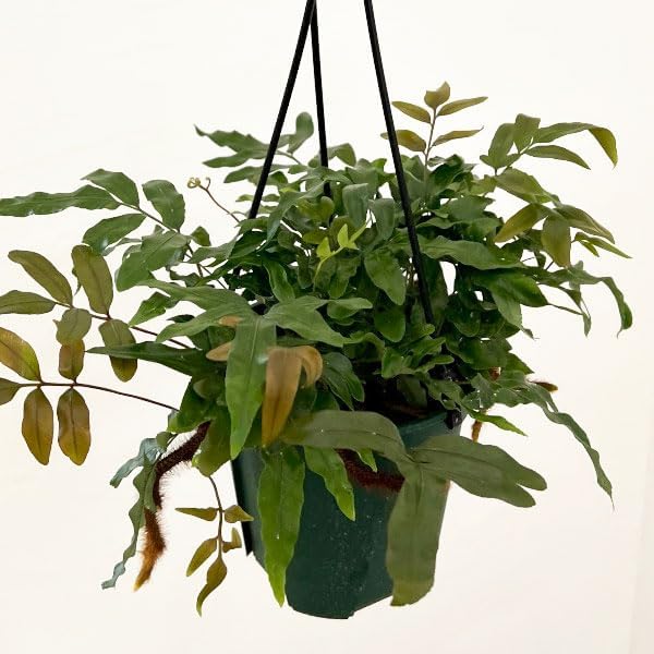 エバーフレッシュ曲観葉植物！ボリューム◎！幹太！ヤマト発送 観葉