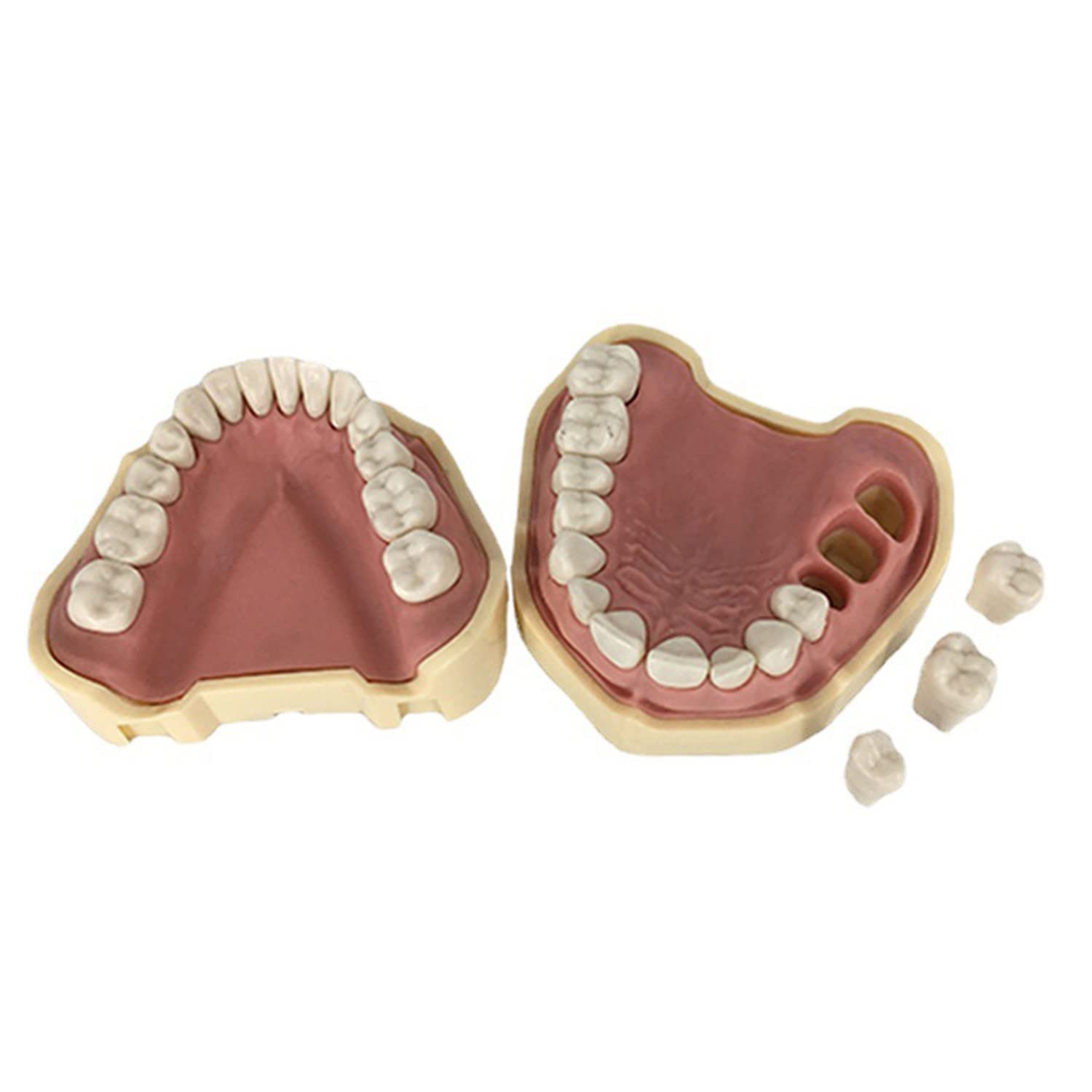 Modelo de Dientes, con Modelo de 28 Dientes Totalmente extraíbles, para la enseñanza, la práctica y el Estudio de la odontología