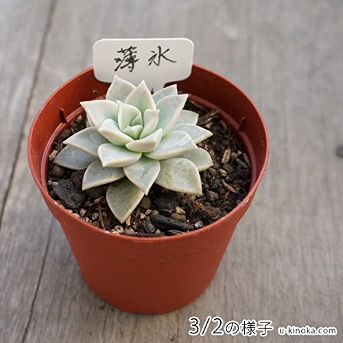 今時 新玉つづり の増やし方 こずきの多肉生活