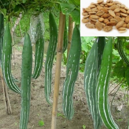 Snake gourd seeds-image-41