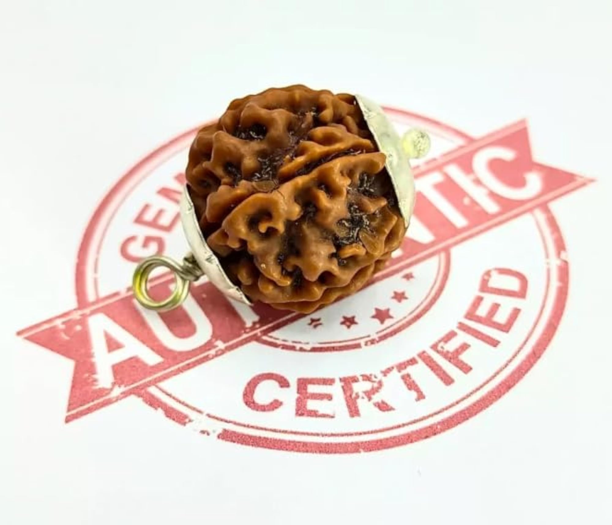 Five Mukhi Rudraksha Prayer Bead, Original Certified